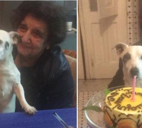 E’ morto Zeus, il cane di Pina